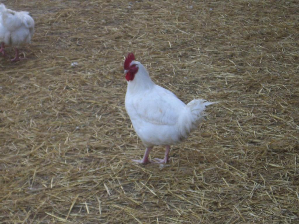 Gites De La Ferme Auberge De Mesauboin Billé Zewnętrze zdjęcie