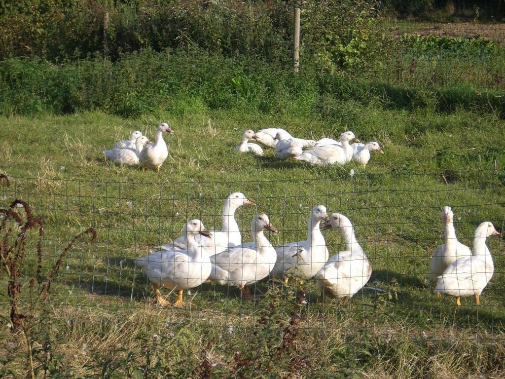 Gites De La Ferme Auberge De Mesauboin Billé Zewnętrze zdjęcie